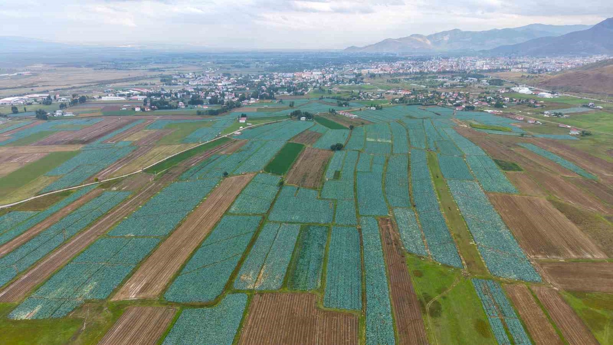 Muş Ovası'nda 4 bin dekarda lahana hasadı başladı, 13 bin 668 ton ürün bekleniyor
