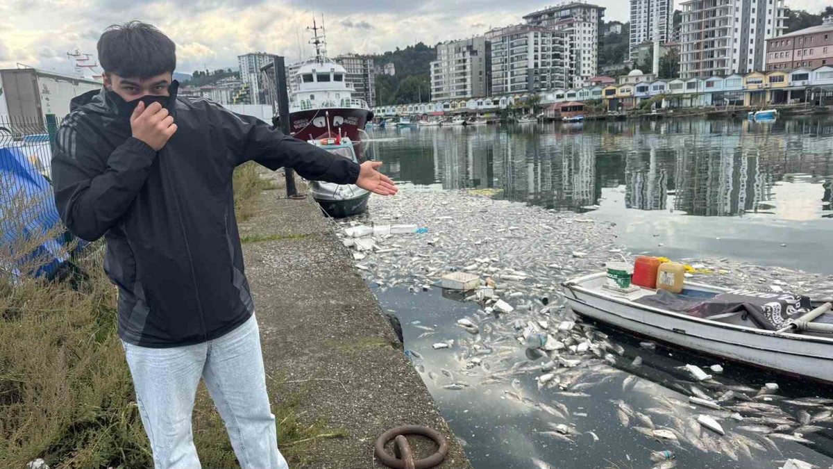 Rize Pazar'da tonlarca palamut denize döküldü, limanda koku ve kirlilik oluştu