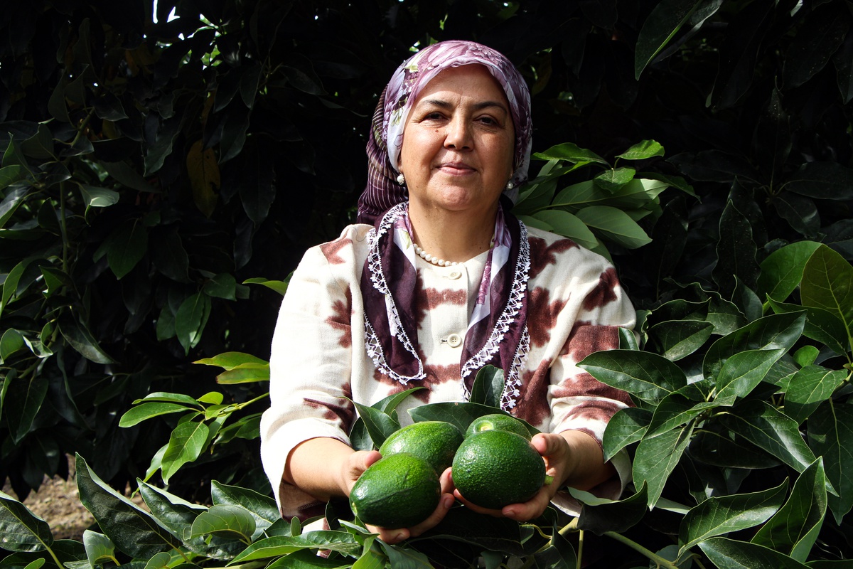 Adana'da 5 bin dönümde avokado hasadı sürüyor, kilosu 110 TL'ye geriledi