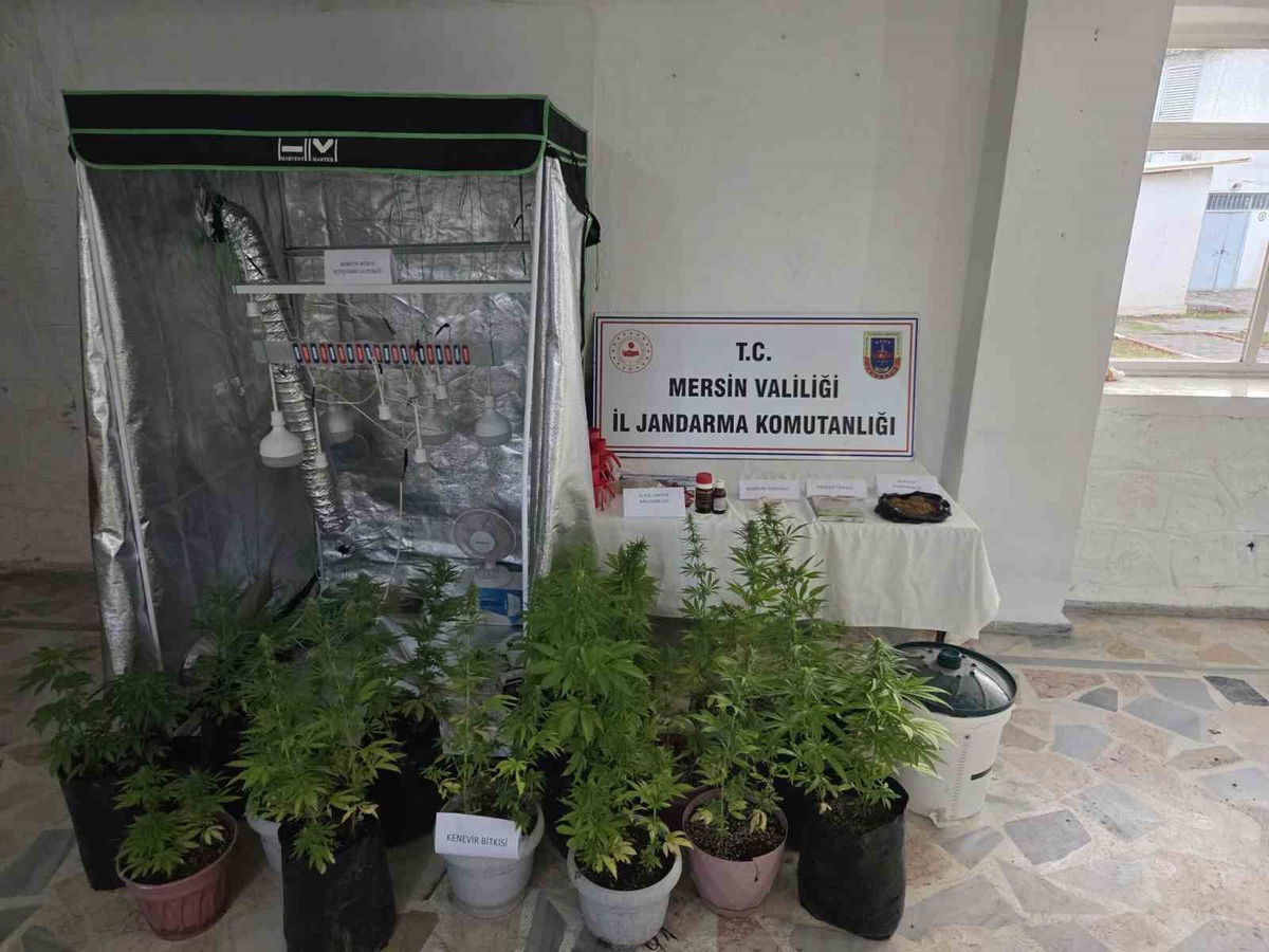 Anamur'da jandarma baskınında 51 hint keneviri ele geçirildi, 2 şüpheli yakalandı