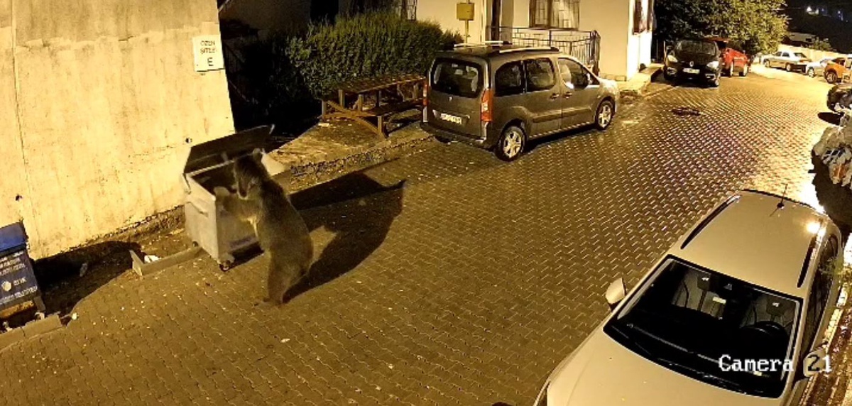 Kızılcahamam'da gece yarısı siteye inen ayı çöp konteynerini yokuş aşağı itti! Park halindeki araçlar zarar gördü