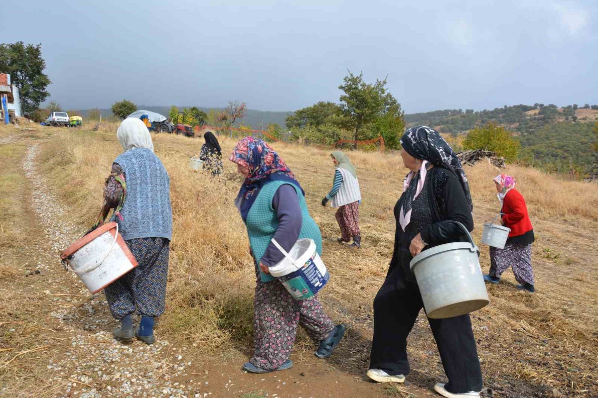 Demirci'de kadınlar yılda yaklaşık 450 ton çitlembik toplayıp kurutarak satıyor