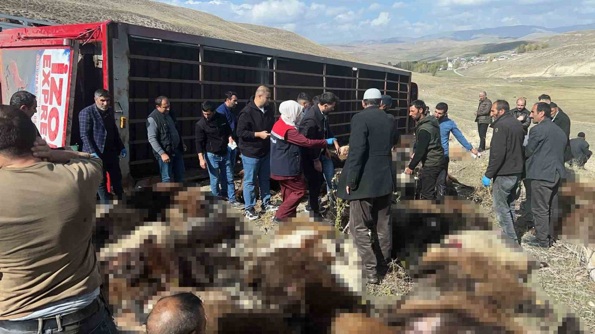 Erzurum'da 300 küçükbaş taşıyan tır virajda devrildi! 130 hayvan telef oldu