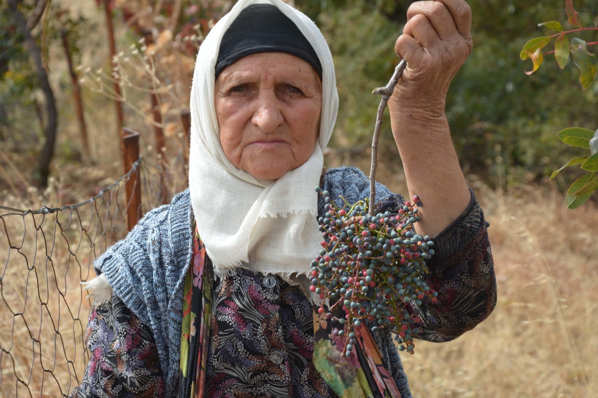 Manisa Demirci'de 78 yaşındaki Zeynep Sönmez, çitlembik toplama geleneğini sürdürüyor