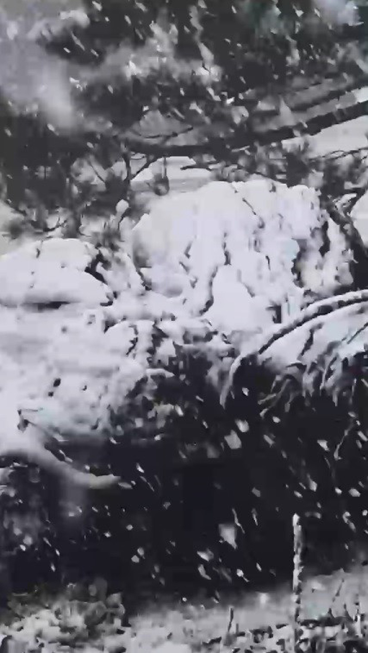 Muğla'nın Kavaklıdere ilçesinde yüksek kesimlere sezonun ilk karı yağdı