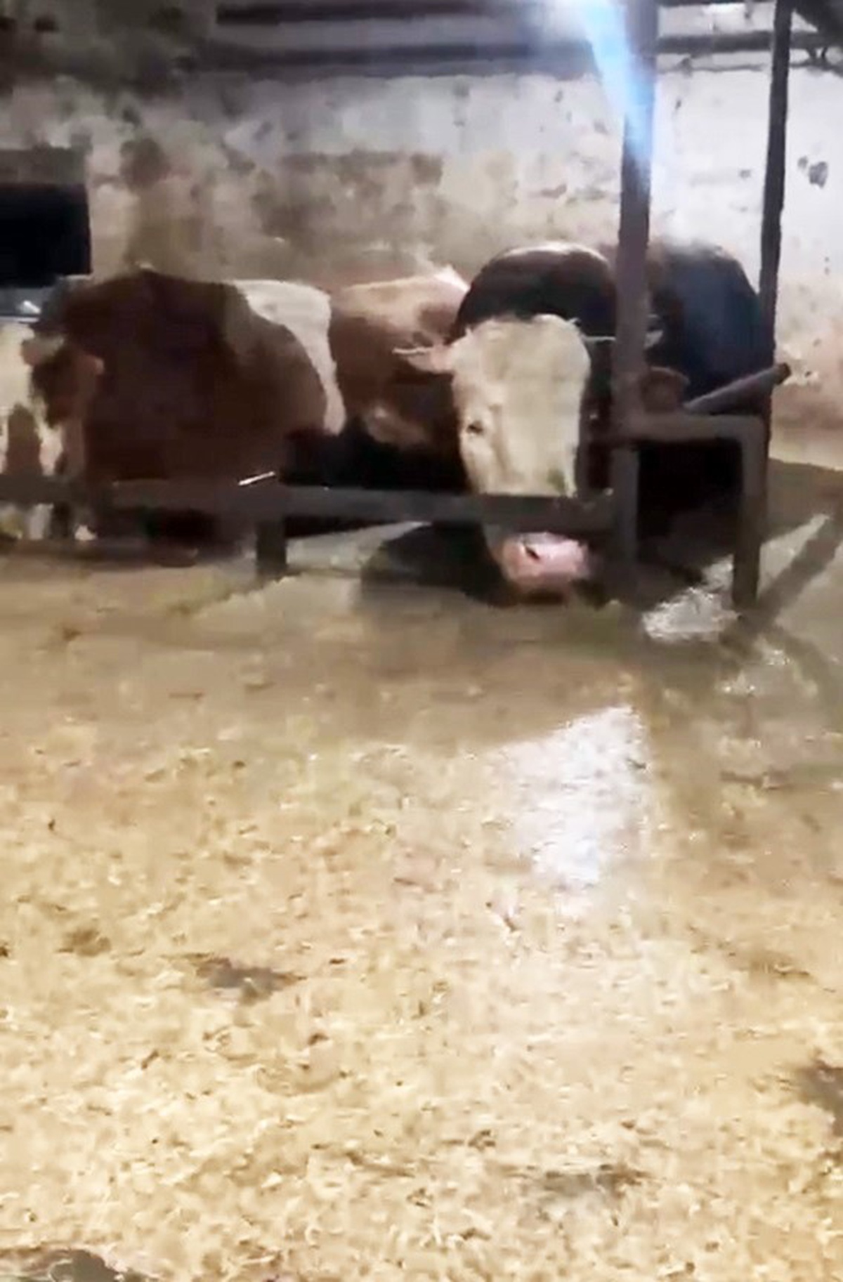 Sakarya Karasu'da sel sularına dolan ahırda onlarca büyükbaş hayvan mahsur kaldı