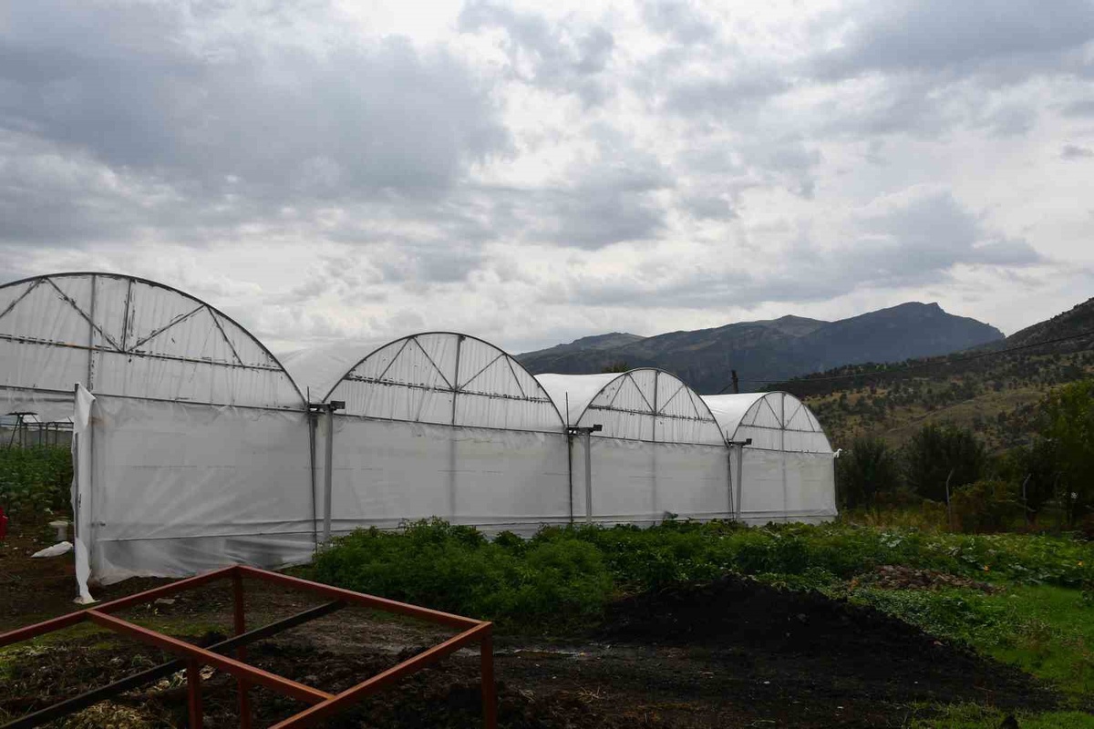 Şırnak Şenoba'da yüzde 50 hibeyle kurulan 10 serada ilk salatalık hasadı yapıldı