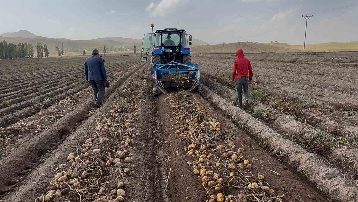 Ağrı Patnos'ta 450 dönümlük arazide patates hasadı sürüyor, 1.500 ton ürün bekleniyor