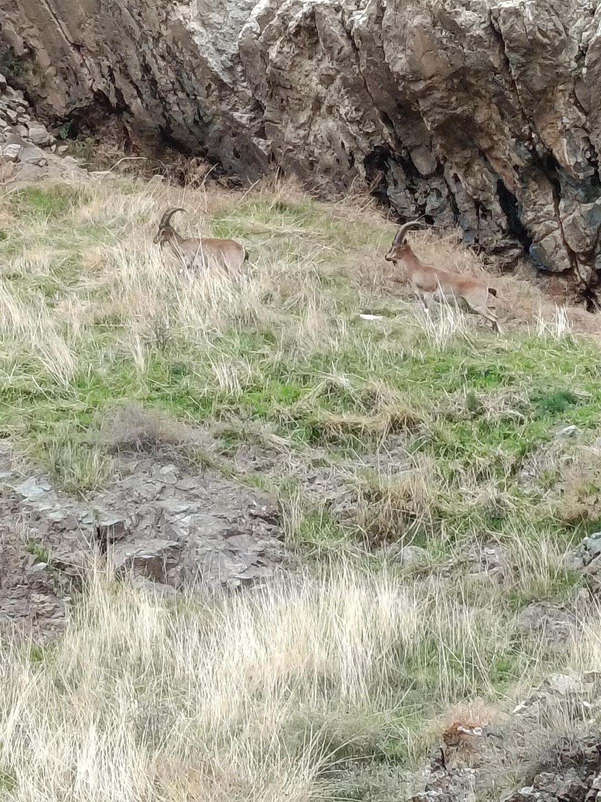 Elazığ'da koruma altındaki dağ keçileri Harput Mahallesi'nde yiyecek ararken görüldü