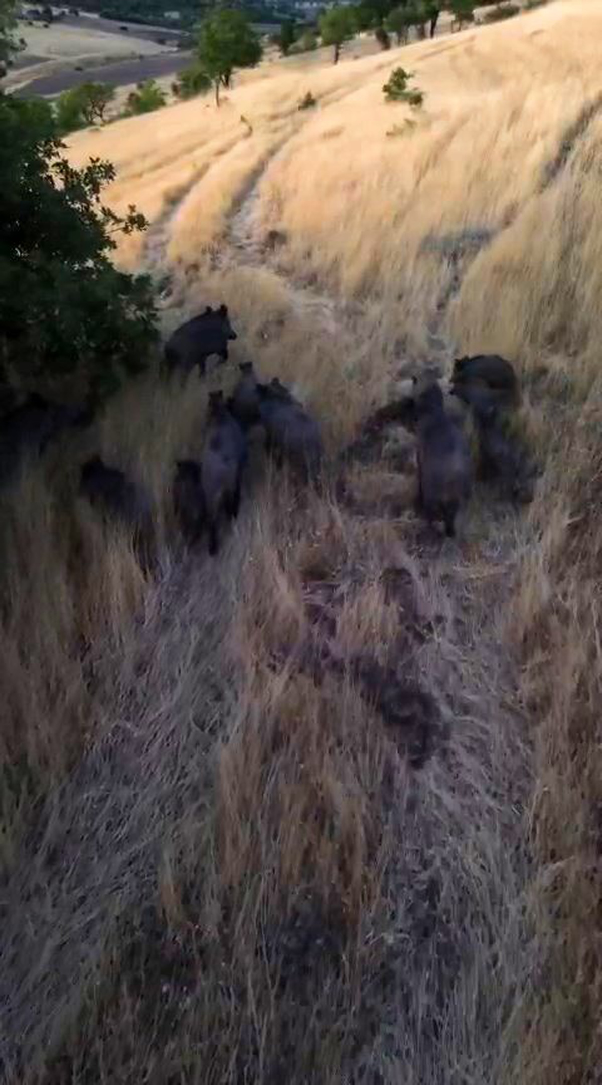 Tunceli Çemişgezek'te domuz sürüsü dronla kaydedildi, çiftçiler endişeli