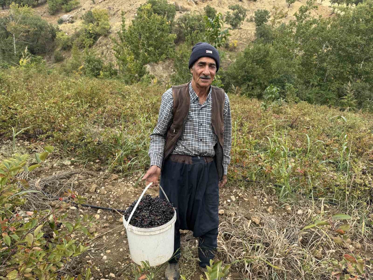 Diyarbakır Çüngüş'te aronya hasadı başladı, kilosu 350-400 liradan satılıyor