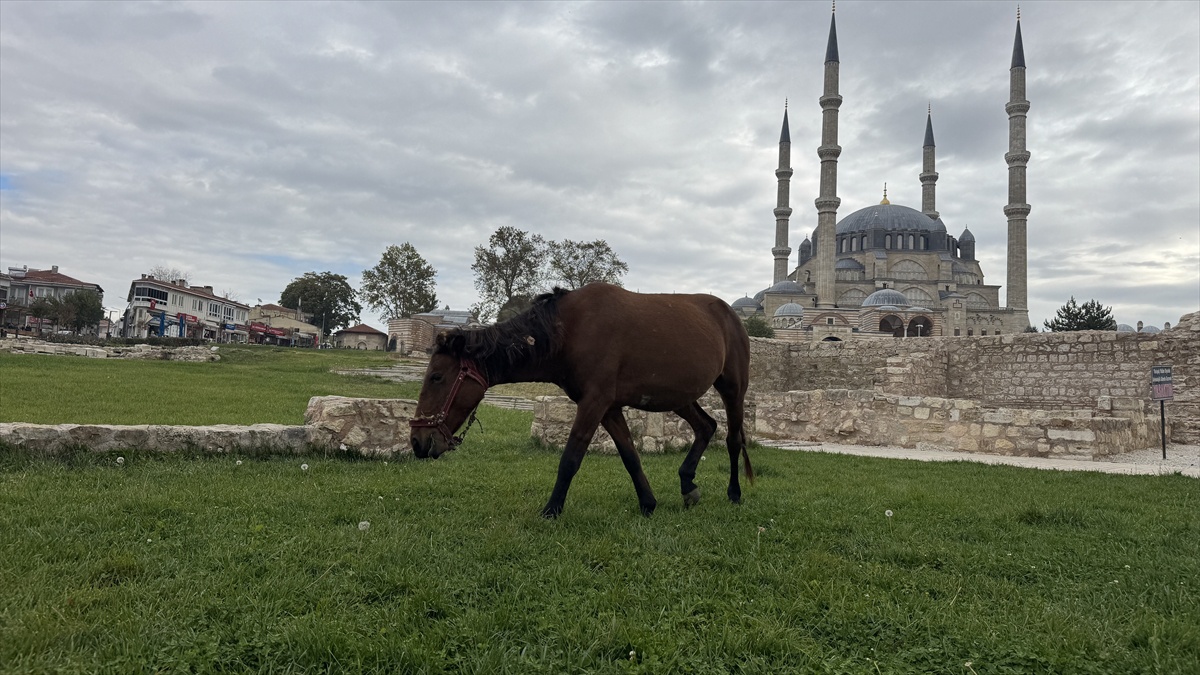 Edirne'de başıboş 3 at Selimiye Meydanı'ndan belediye ekiplerince uzaklaştırıldı