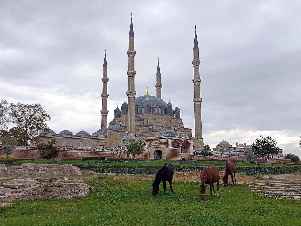 Edirne'de Selimiye Meydanı'nda otlayan 3 at belediye ekiplerince uzaklaştırıldı