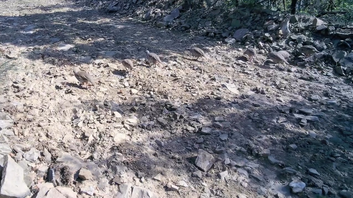 Tekirdağ'da Ganos Dağları'ndaki keklik sürüsü fotokapanla görüntülendi