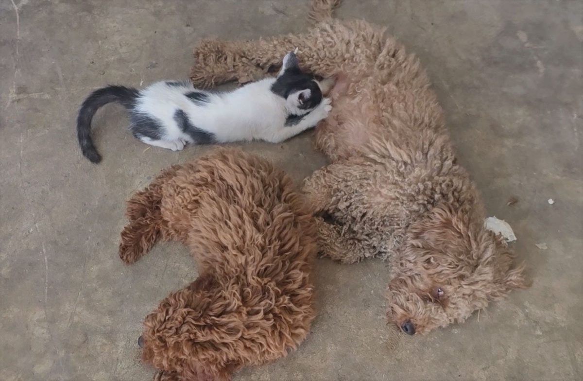 Antalya Kepez'de toy poodle cinsi köpek, terk edilen yavru kediyi emziriyor