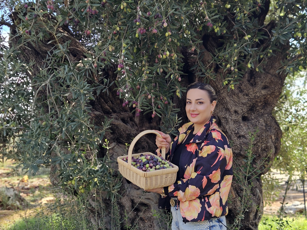 Antalya'daki 1200 Yıllık Zeytin Ağacından 90 Kilo Rekol