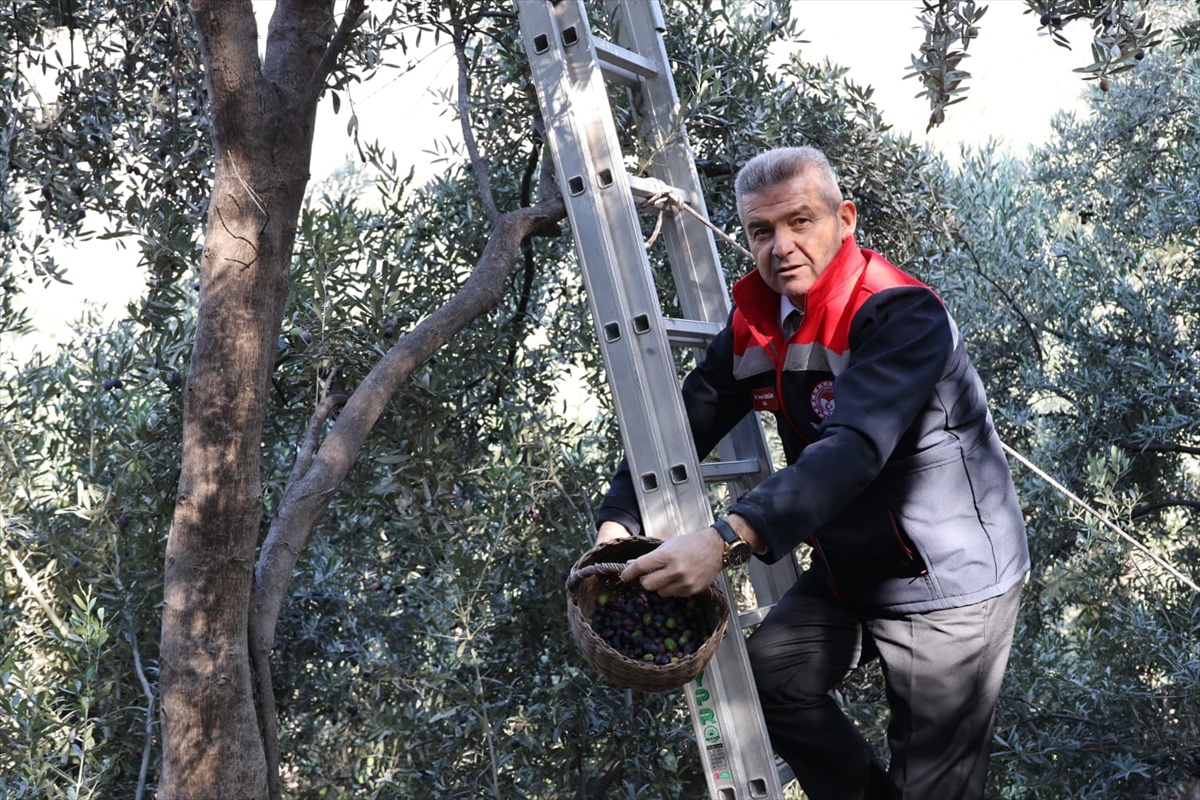 Artvin'de Butko zeytini hasadı başladı, 2026'da 700 ton sofralık zeytin bekleniyor