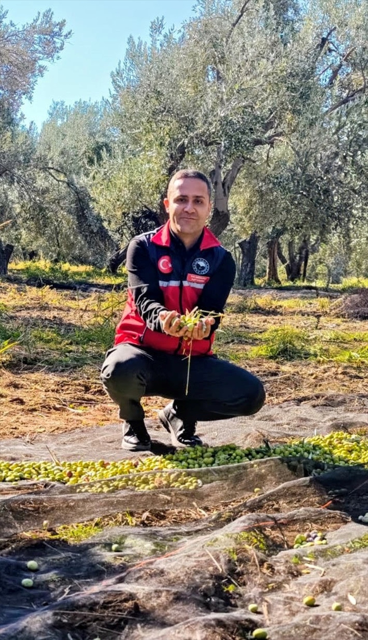 Balıkesir Gömeç'te zeytin hasadı sürerken İlçe Tarım Müdürü bereketli sezon diledi
