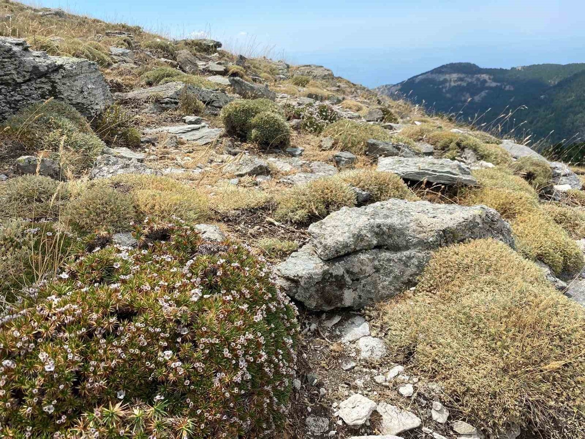 Kaz Dağları'nda yeni böcek türü keşfedildi, adı Anuromyzus acantholimonis oldu