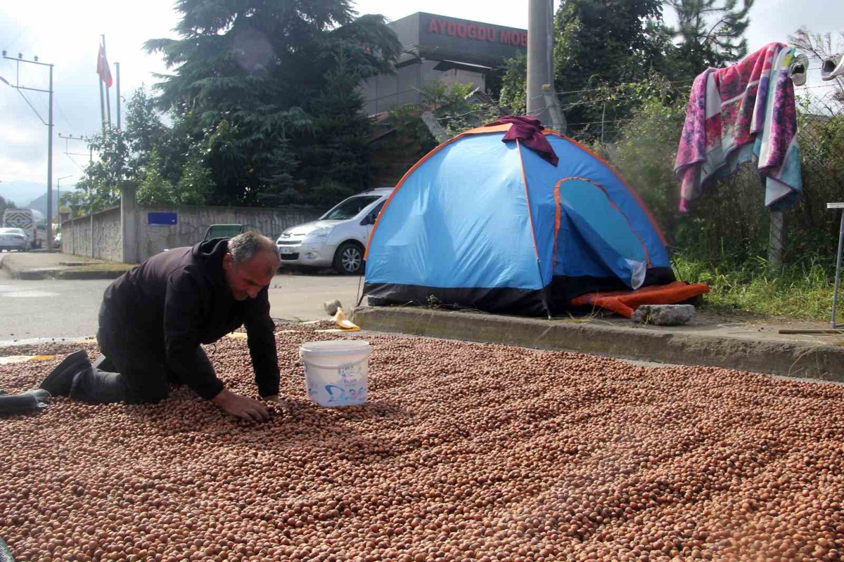 Ordu'da yağış fındık kurutmayı zorlaştırdı, bazı üreticiler çadırda nöbet tutuyor