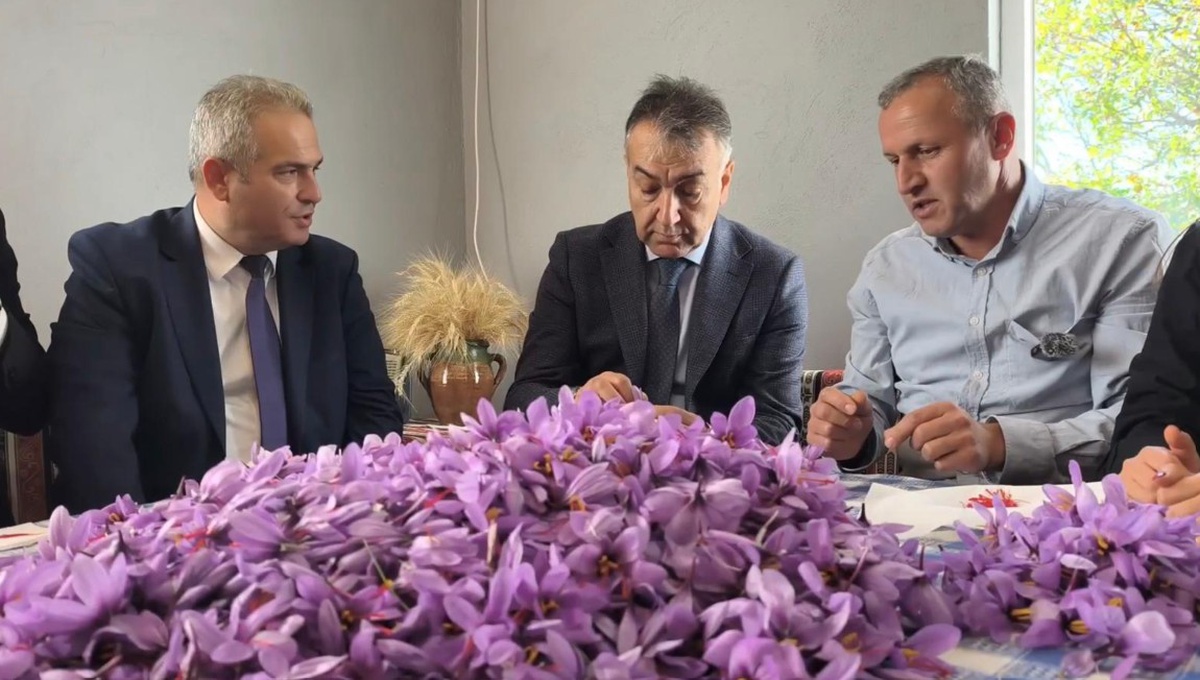 Safranbolu'da safranın kilosu 800 bin TL'den satılıyor, hasat sürüyor