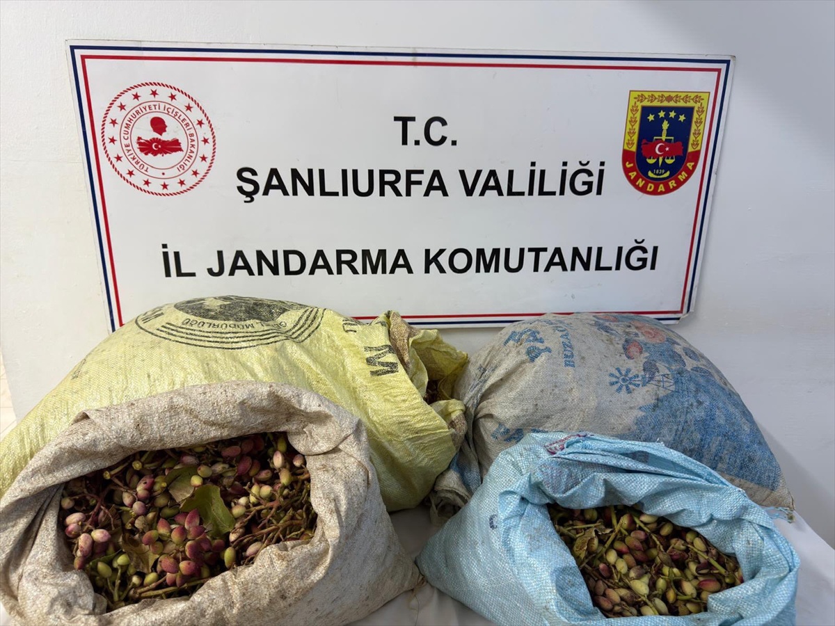 Şanlıurfa Ceylanpınar'da 75 kilo fıstık çaldıkları iddiasıyla 4 kişi gözaltına alındı