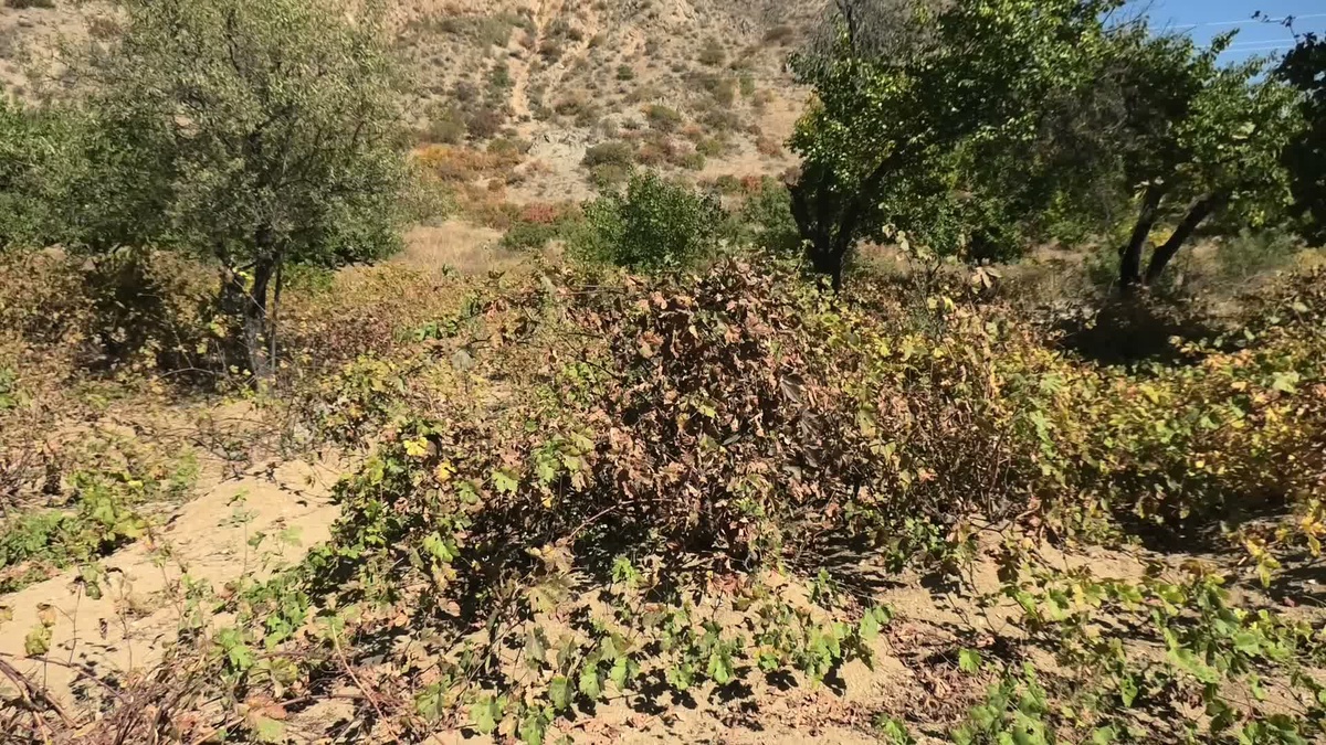 Yozgat'ta yaklaşık 22 bin 500 dekar üzüm bağında don ve dolu sonrası üretim kaybı var