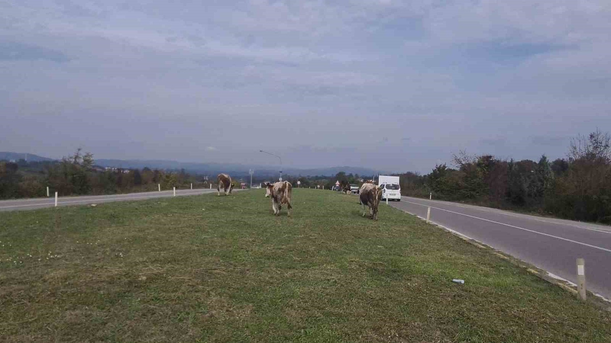 Zonguldak Çaycuma'da başıboş hayvanlar 3 araçlı kazadan sonra yine yola çıktı