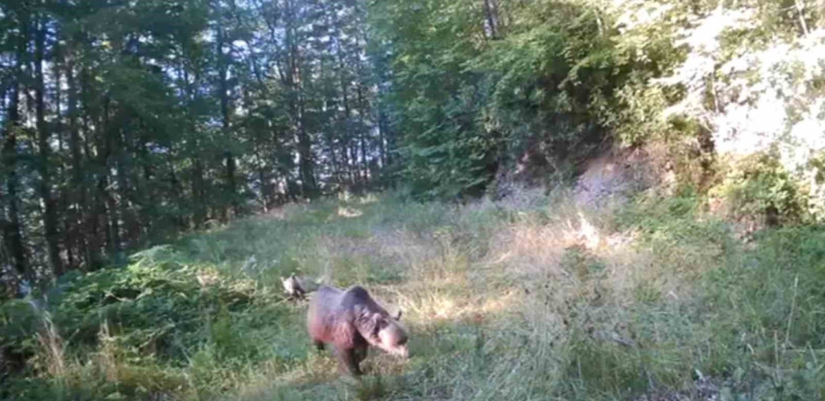 Akyazı'da fotokapanlar anne ayı ve yavrularıyla geyik ve vaşağı görüntüledi