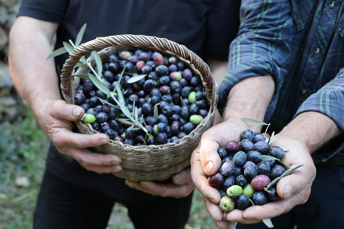 Artvin'de Butko zeytini hasadı başladı, 700 ton sofralık zeytin hedefleniyor