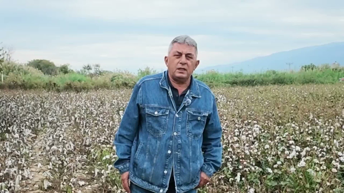 Aydın Nazilli'de pamuk üreticisi mazotun litresi 30'dan 100 liraya çıkınca zorlanıyor