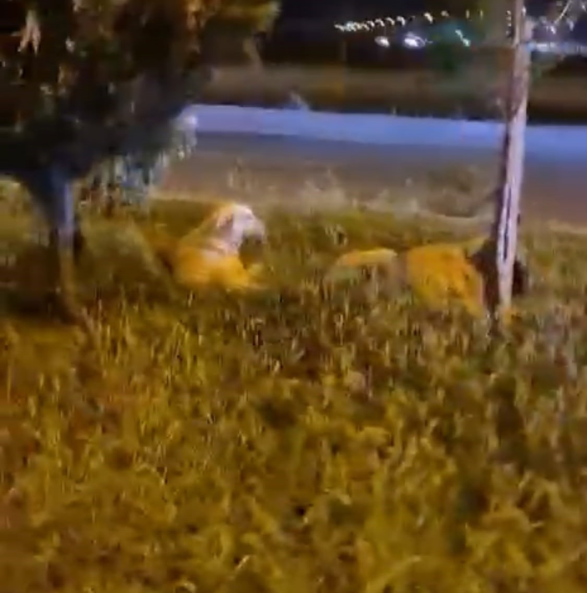 Batman'da 'Köpekler saldırmıyor' diyerek video çeken koşucu, o sırada iki köpeğin saldırısına uğradı