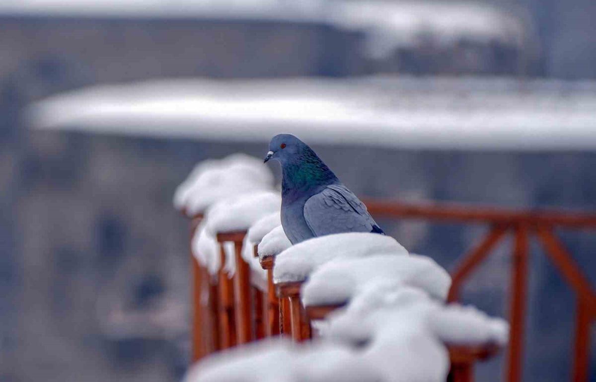 Erzurum türkülerinde güvercin ve turna motiflerinin ezgiye etkisi ortaya konuldu