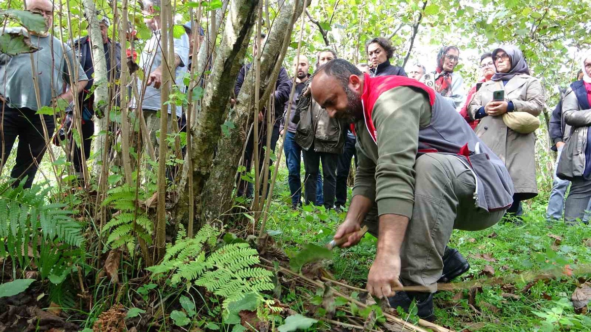 Giresun Keşap'ta fındık üreticilerine uygulamalı budama eğitimi verildi