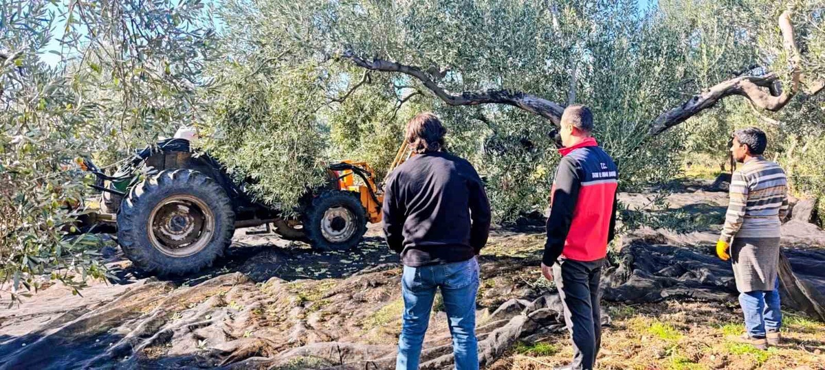 Gömeç'te Tarım ve Orman İlçe Müdürü Sağıroğlu, üreticilerle zeytin hasadına katıldı