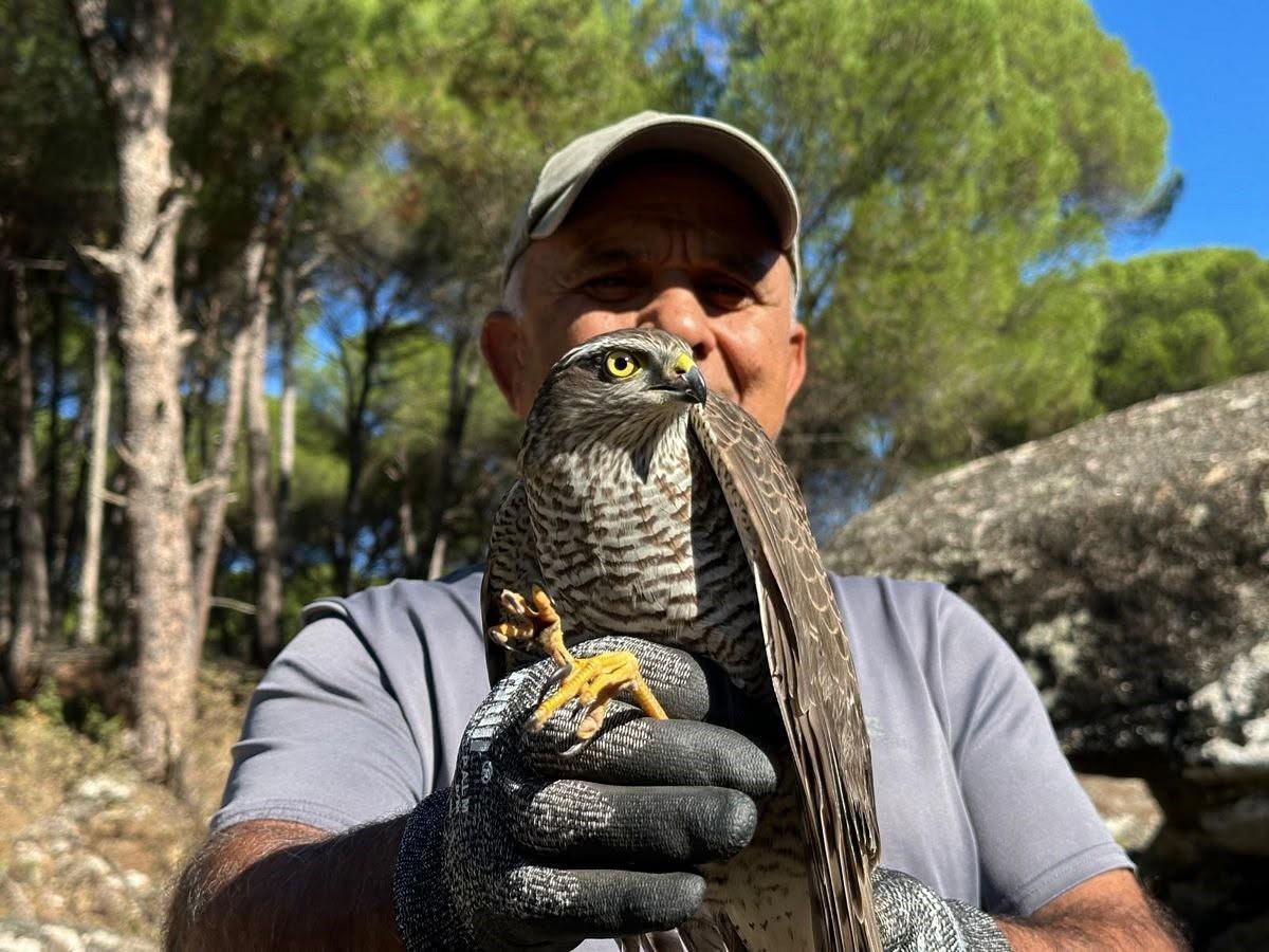 Kuşadası'nda cam çarpan atmaca ile siteye giren sansar yeniden doğaya salındı