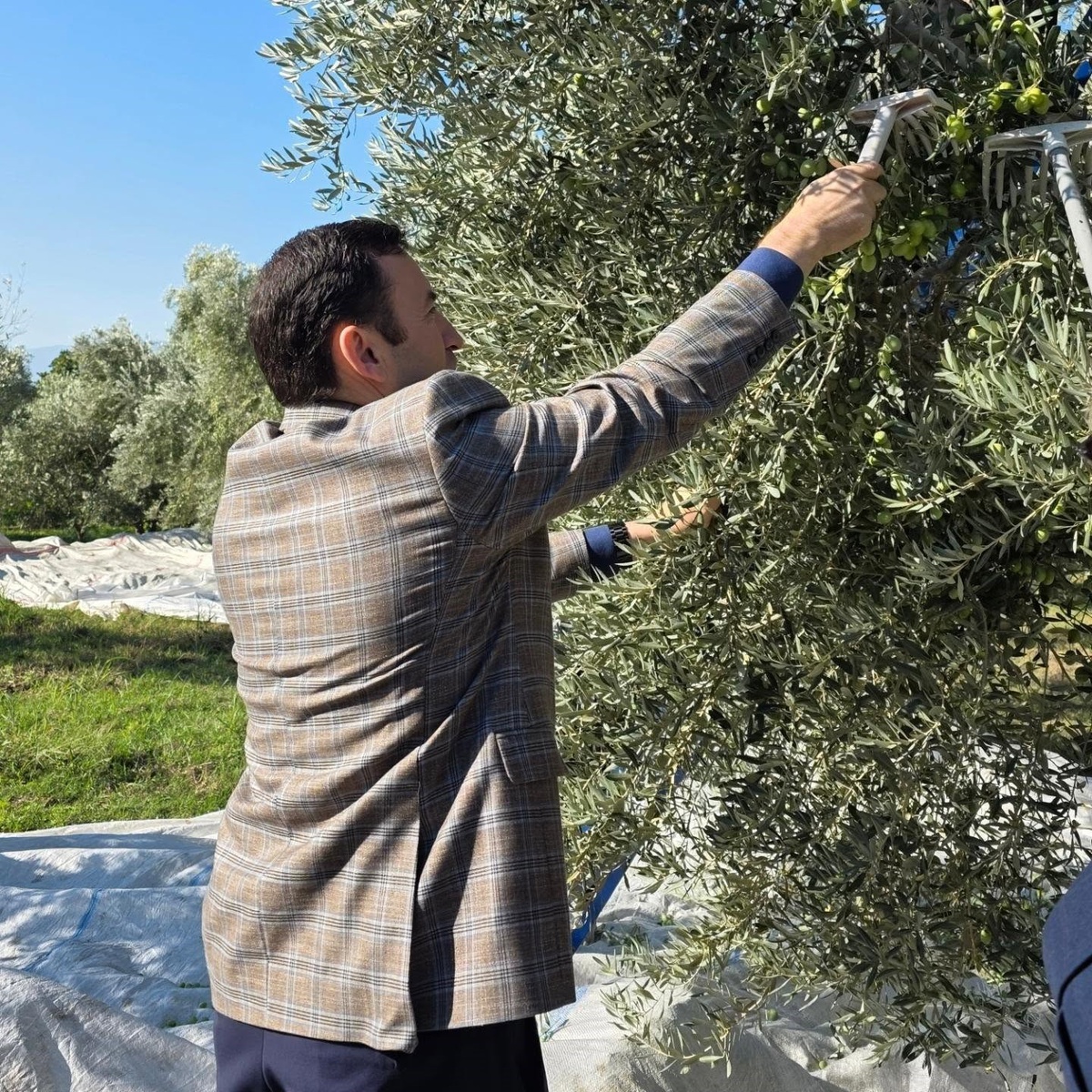 Kuyucak Kaymakamı Gülderen zeytin hasadında üreticilerle buluştu