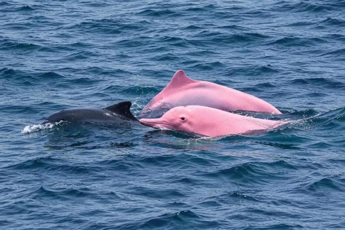 Nadir görülen pembe yunus Umman kıyılarında ortaya çıktı