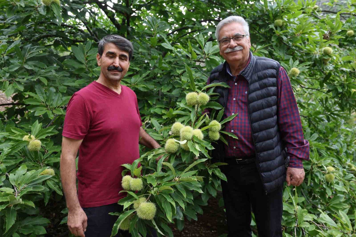 Saimbeyli'de 18 yıl önce 5 kestane ağacı diken üretici bölge çiftçisine örnek oldu