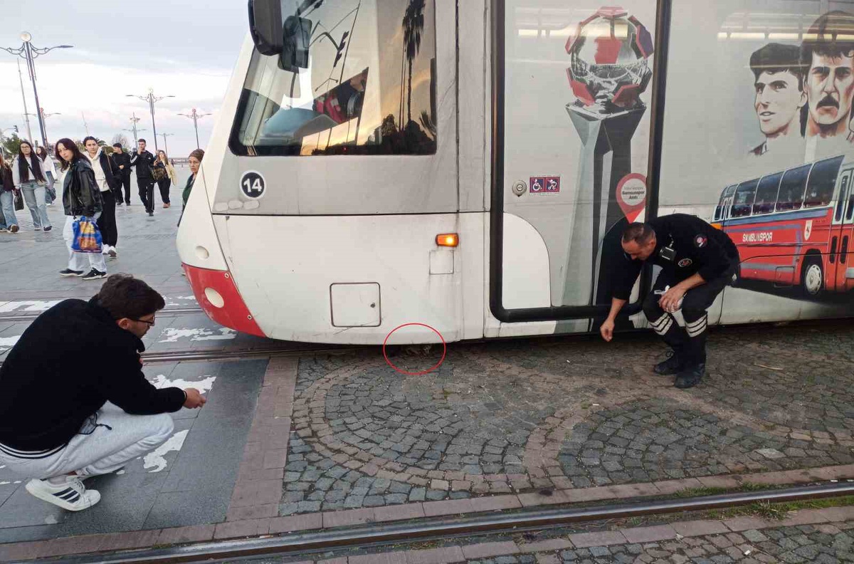 Samsun'da tramvayın altına giren yavru kedi, rayların ortasında canlı bulundu
