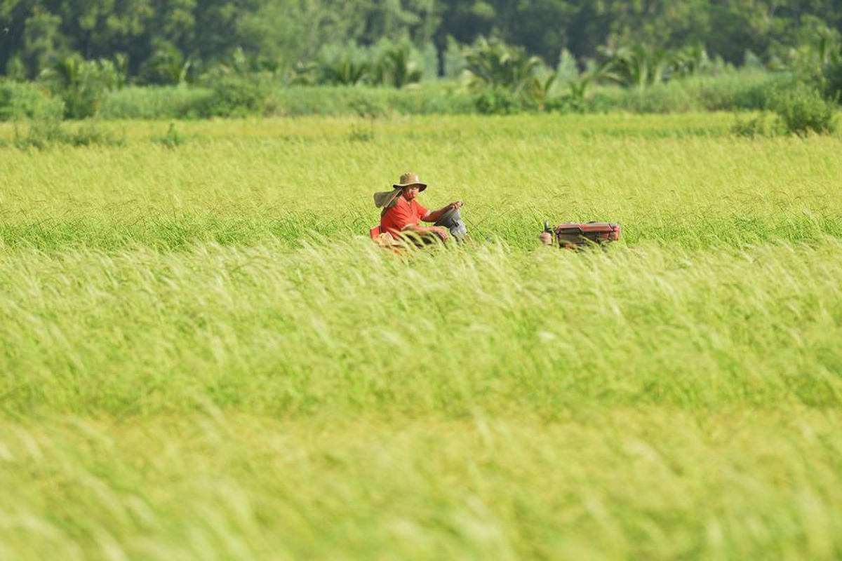 Tayland'ın pirinç ihracatı ilk dokuz ayda yüzde 19,26 azalarak 4,99 milyon ton oldu