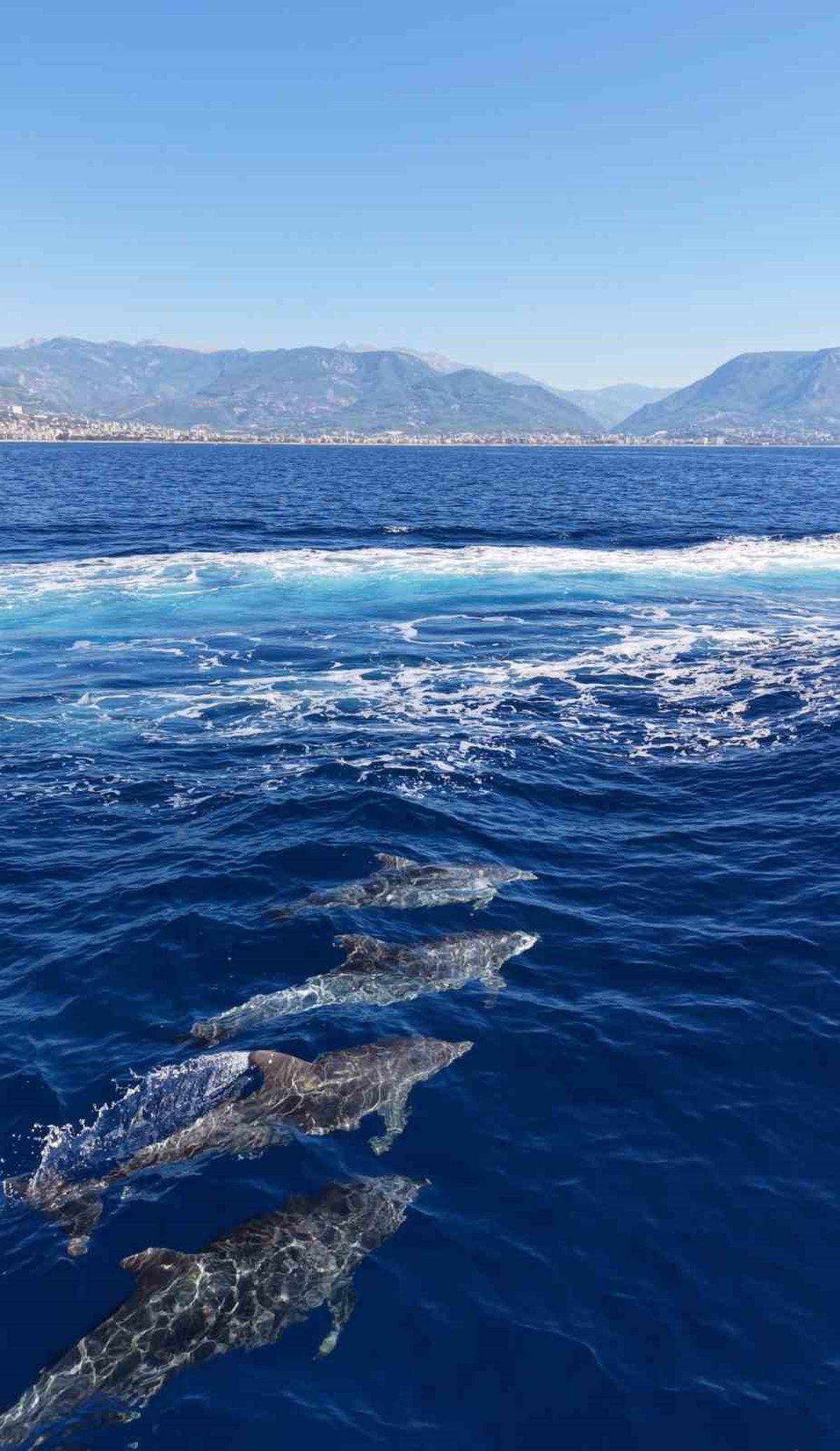 Alanya Kalesi açıklarında yüzen yunus sürüsü dronla kayda alındı