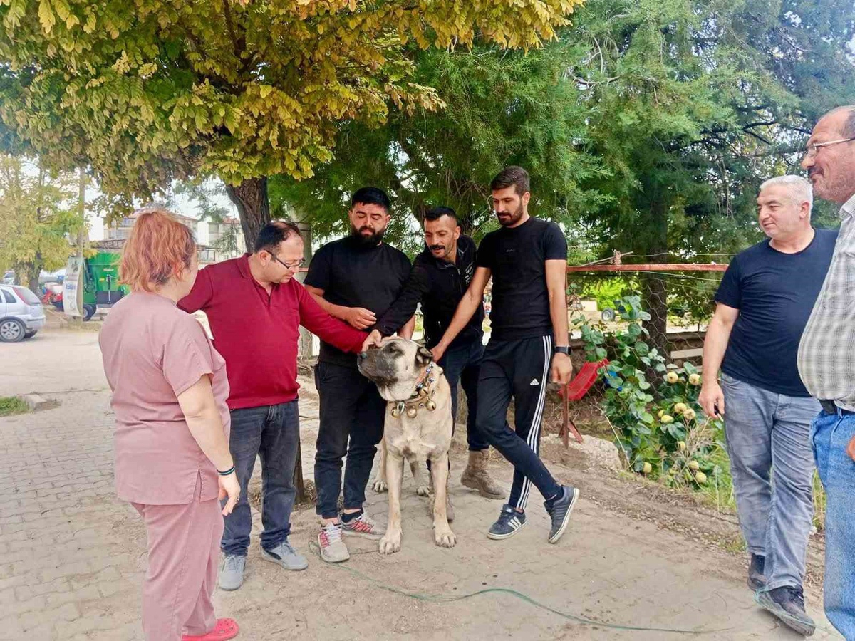 Başmakçı'da evcil hayvanlara mikroçip uygulanarak kimliklendirme sürüyor