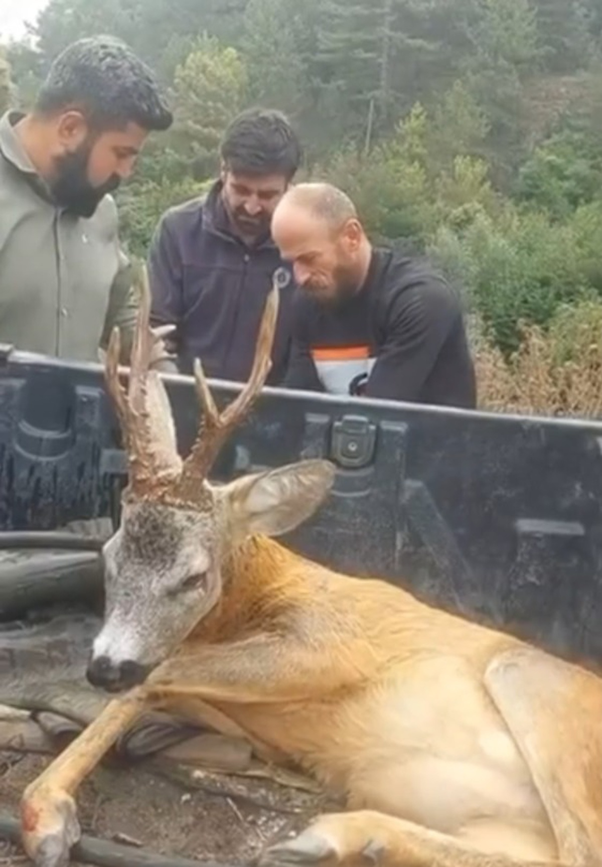 Bolu-Mudurnu yolunda bulunan yaralı ceylan tedavi için ekiplere teslim edildi