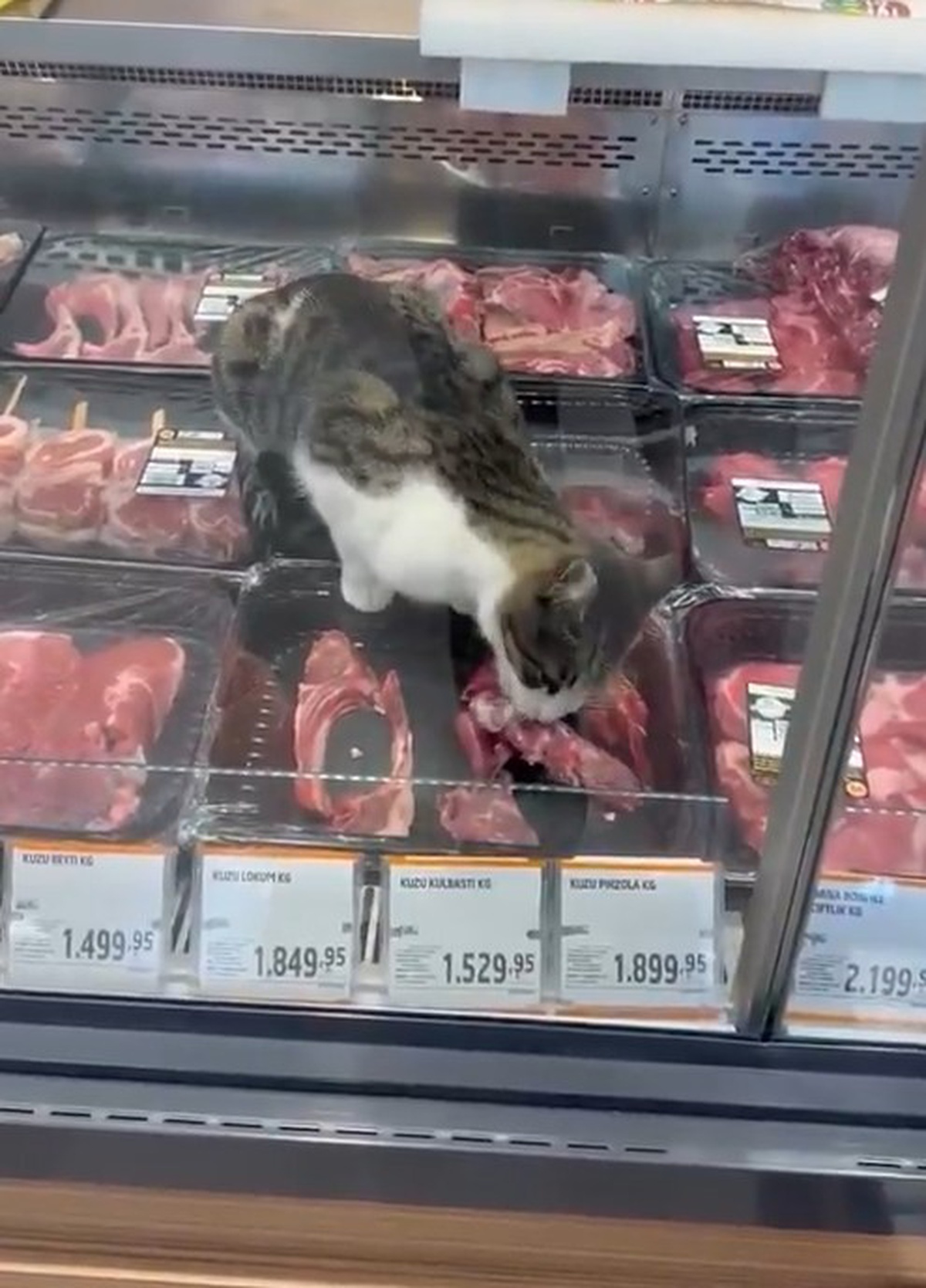 Mudanya'da markete kedi cezası