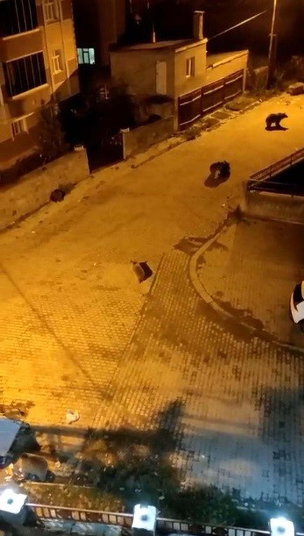 Kars Sarıkamış'ta 7 ayı mahalleye inip çöp konteynerlerini devirdi