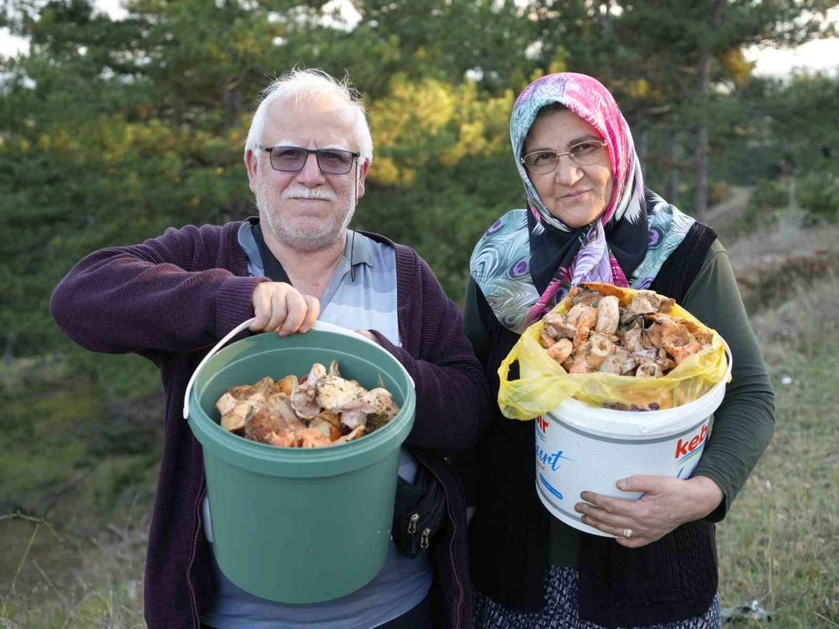 Kastamonu'da kanlıca mantarı bolluğu var, fiyatı 400 liradan 50 liraya düştü