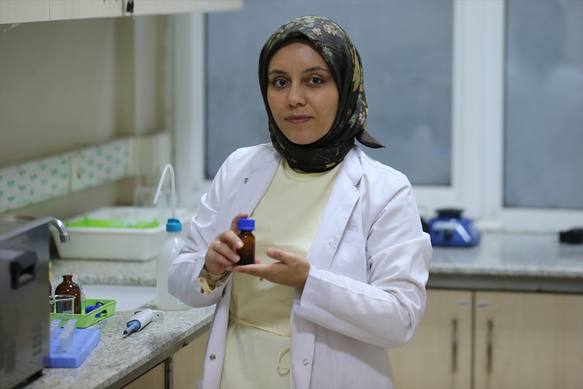 KBÜ'nün TÜBİTAK destekli araştırmasında zeytin yaprağı ratlarda inflamasyonu azalttı