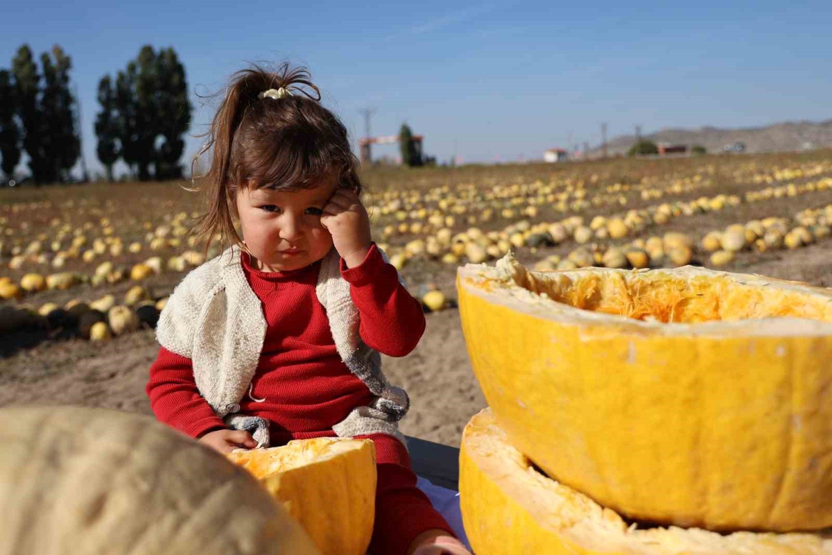 Nevşehir'de 405 bin dekarda coğrafi işaretli kabak çekirdeği hasadı yapıldı
