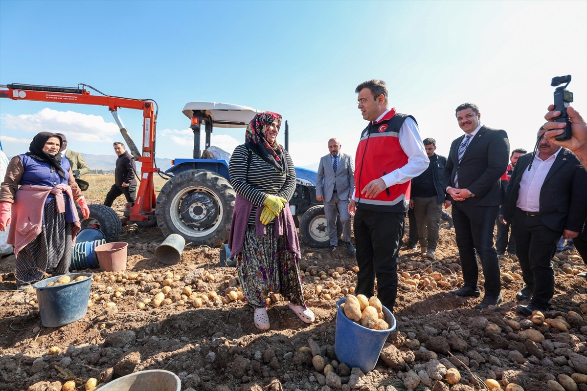 Niğde Çiftlik'te yerli patates çeşitlerinin hasadına Vali Akmeşe katıldı